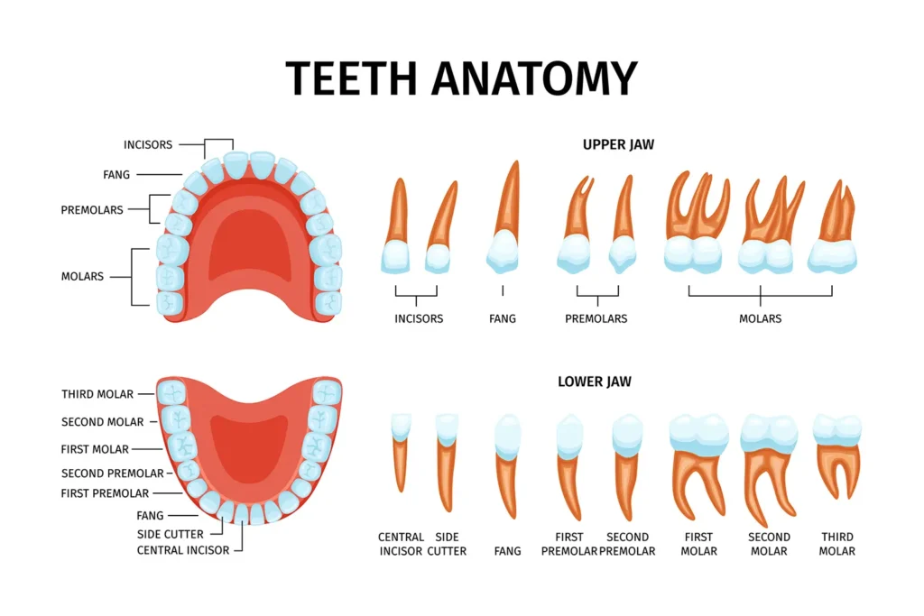 Detailed anatomy chart of adult teeth, highlighting the importance of dental hygiene and brushing, provided by Montana Center for Implants and Dentures.