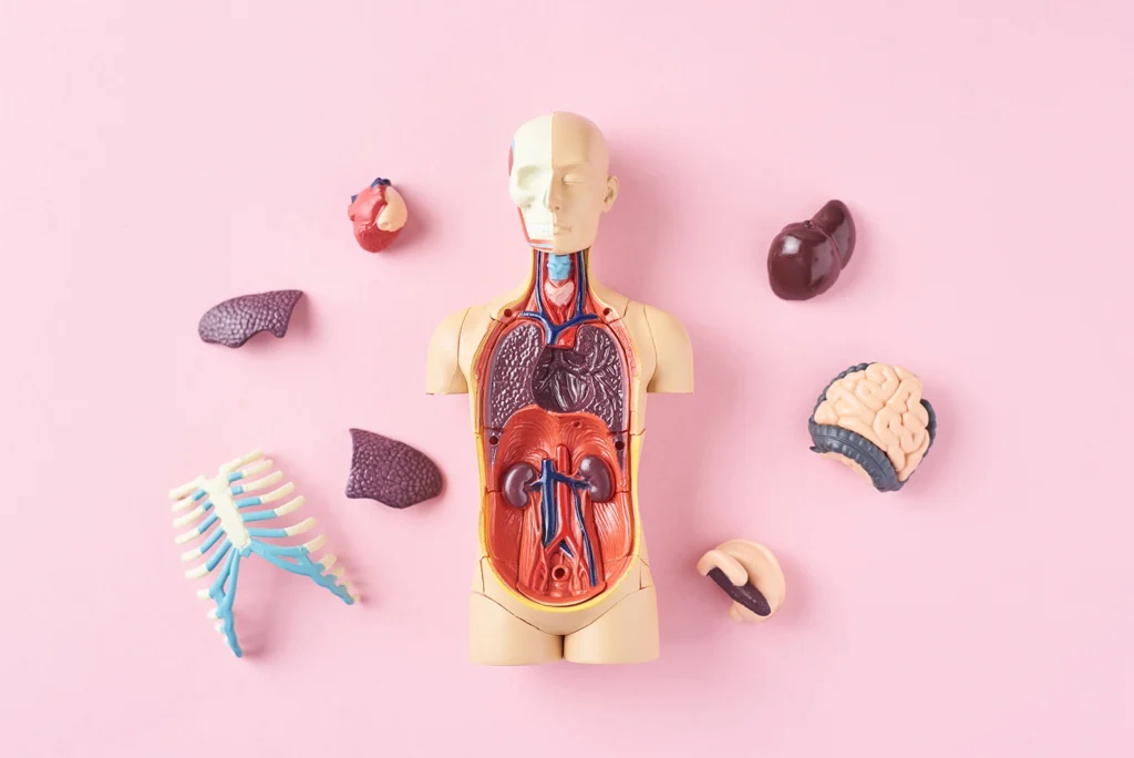 Human anatomy mannequin displaying internal organs, illustrating the connection between heart health and oral health, highlighted by Montana Center for Implants and Dentures.